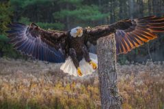 Bald Eagle Landing