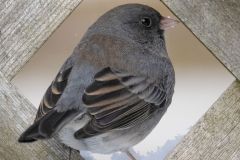Dark-Eyed Junco in Fence