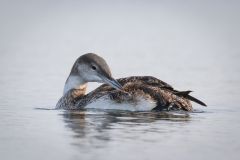 Young Loon Preening