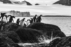 Penguins Browns Bluff Antarctica