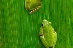 Tree Frogs Blending In
