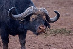 Cape Buffalo