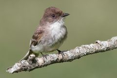 Eastern Phoebe