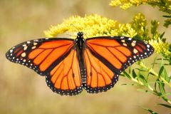 Monarch Wings Open