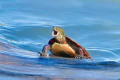 Painted Turtle Climbing Out