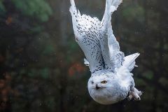 Snowy Owl in Pursuit
