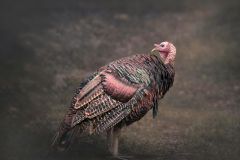 Woodland Wild Turkey