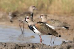 Southern Lapwings