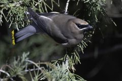 Bombycilla Cedrorum