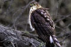 Immature Sharp Shinned Hawk