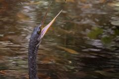 Anhinga Plays with Lunch
