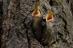 The Morning Chorus