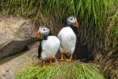 Atlantic Puffin Keeping Guard