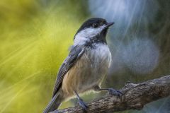 Black-Capped Chickadee