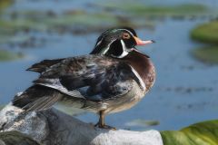 Wood Duck Calling his Mate