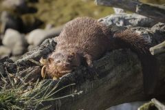 Mink Enjoying the Sun