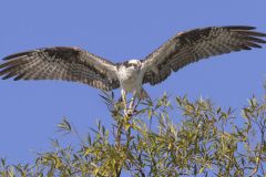 Osprey Stretching Its Wings