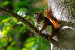 Red Squirrel