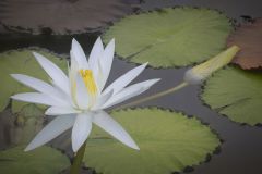 White Water Lily