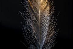 The Magic Feather