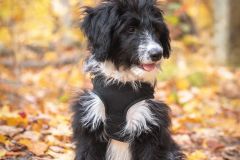 Bentley