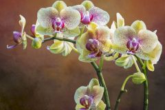 Phalaenopsis, Hybrid Moth Orchid