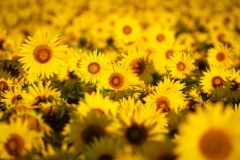 Sunflower Sunrise