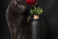 The Blue Gaze and The Rose