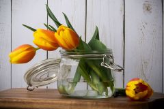 The Quiet of Yellow Tulips