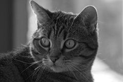Tabby Cat Looking Back in Black and White