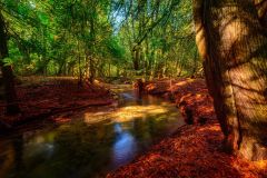 Cedar Forest