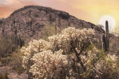 Desert Glow