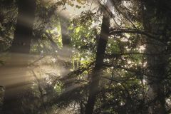 Sunrays Through the Forest