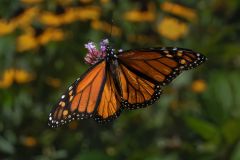 Monarch Butterfly