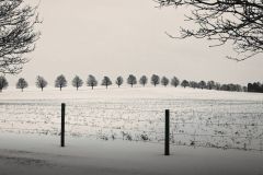 Lacy Treeline
