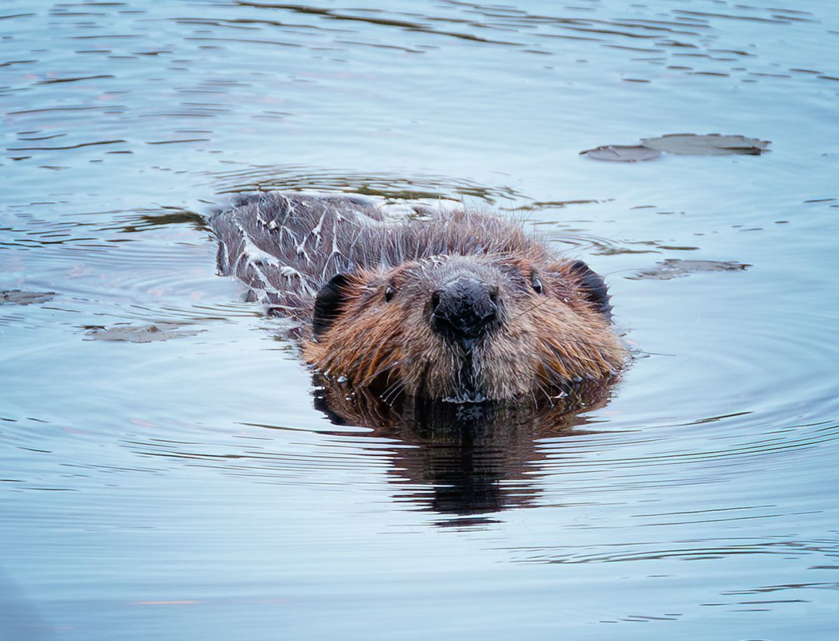 Dam Fine Canadian is a Castor Canadensis