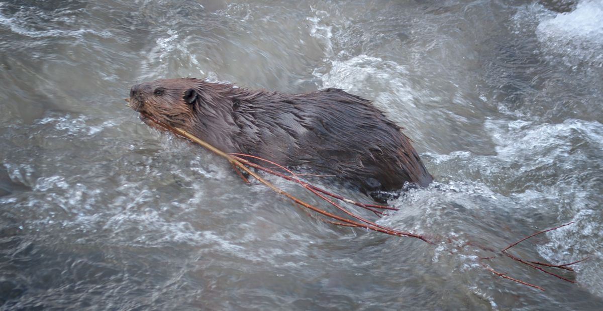 Industrious and Resourceful is a Castor Canadensis
