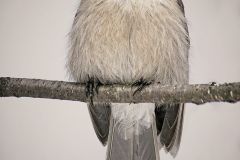 Canada Jay is Our National Bird