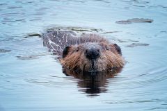 Dam Fine Canadian is a Castor Canadensis