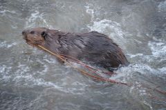 Industrious and Resourceful is a Castor Canadensis