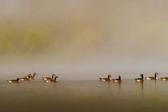 Geese Through the Fog