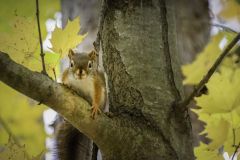 Autumn is My Best Colour