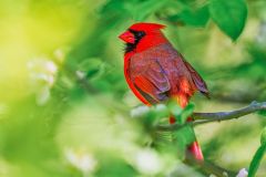 Northern Cardinal