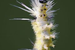 Tussock Moth Larva Dangling on Filament