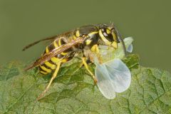 Wasp Masticating Prey
