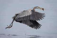 Great Blue Heron with Catch