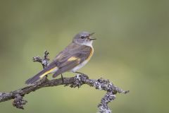 American Redstart
