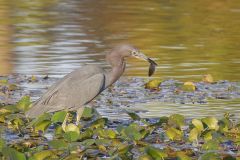 Little Blue Heron