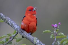 Scarlet Tanager