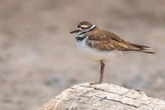 Killdeer